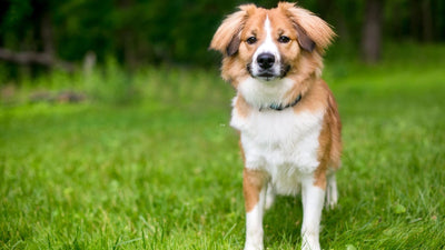 Aussalier Dogs: Your Complete Guide To The Cavalier King Charles Spaniel and Australian Shepherd Mix