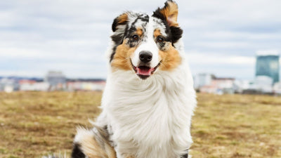 Australian Shepherd Care: Your Easy Guide to a Happy Pup