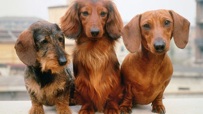 Dachshund Dog Care: Top Tips for a Happy Wiener Pup