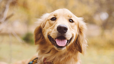 Golden Retriever Dog Breed Complete Guide: Temperament, Care &amp; Health