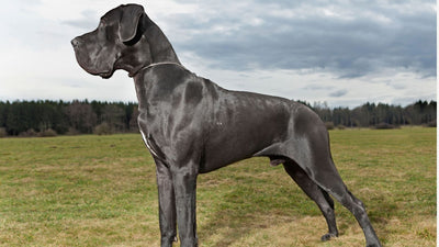 Great Dane Dog Breed Basics: What Every Owner Should Know