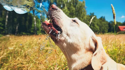 How Hot Is Too Hot For Dogs?