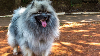 Keeshond Complete Guide: The Perfect Family Pet?