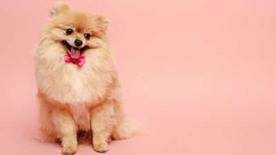 Pomeranian Care: Top Tips for Your Fluffy Friend's Health and Happiness