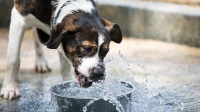 How Much Water Should a Dog Drink a Day? Spilling the H2O Beans on Dog Hydration