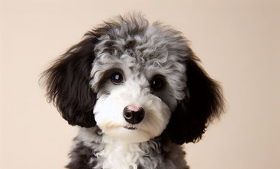 Merle Poodles: Everything You Need to Know