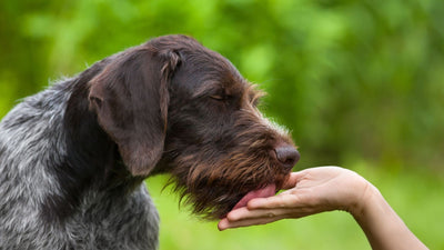 What Does It Mean If a Dog Licks Your Hand: Decoding Canine Affection