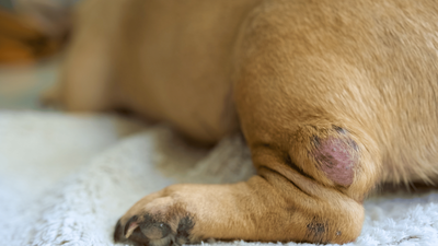 Why Does My Dog Have Bumps? Understanding the Causes of Canine Skin Lumps