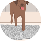 Introduce Your Dog