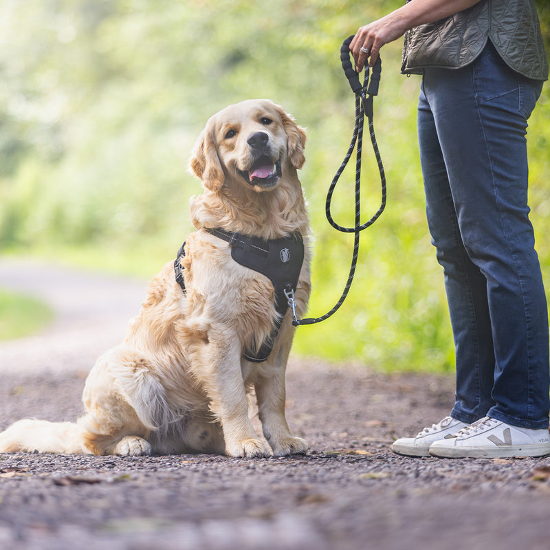 Happy dog with no pull harness