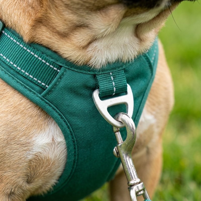 Close-up of a green PawSafe harness on a French Bulldog's chest showing the aluminum front ring, padded plate, and reflective stitching