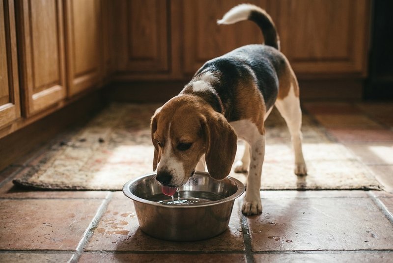 Dog drinking from a stainless steel water bowl on a kitchen floor in soft daylight