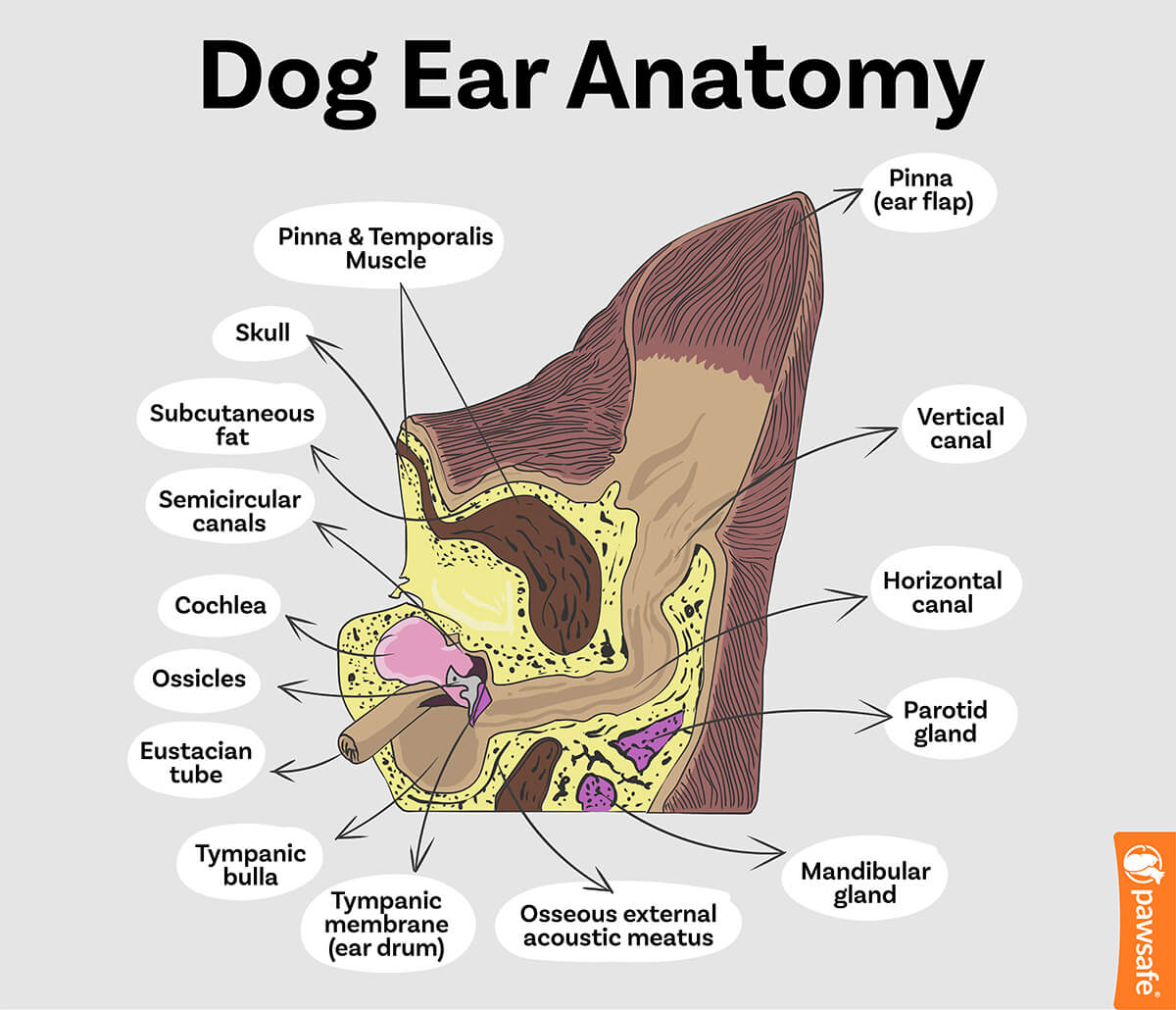dog ear anatomy