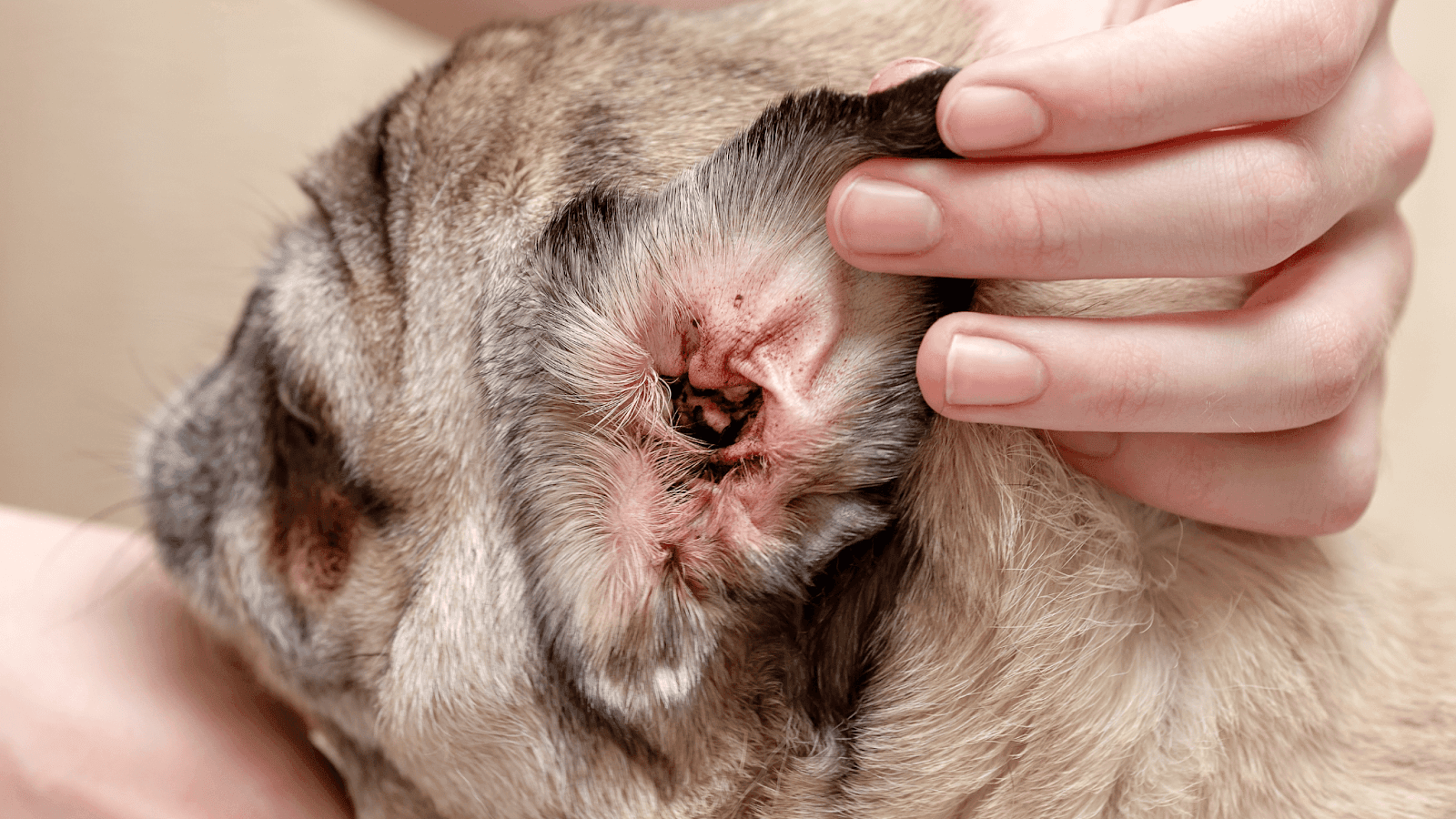 A Pug with the ear flap lifted so that you can see discharge and red dirt from the ear canal that smells