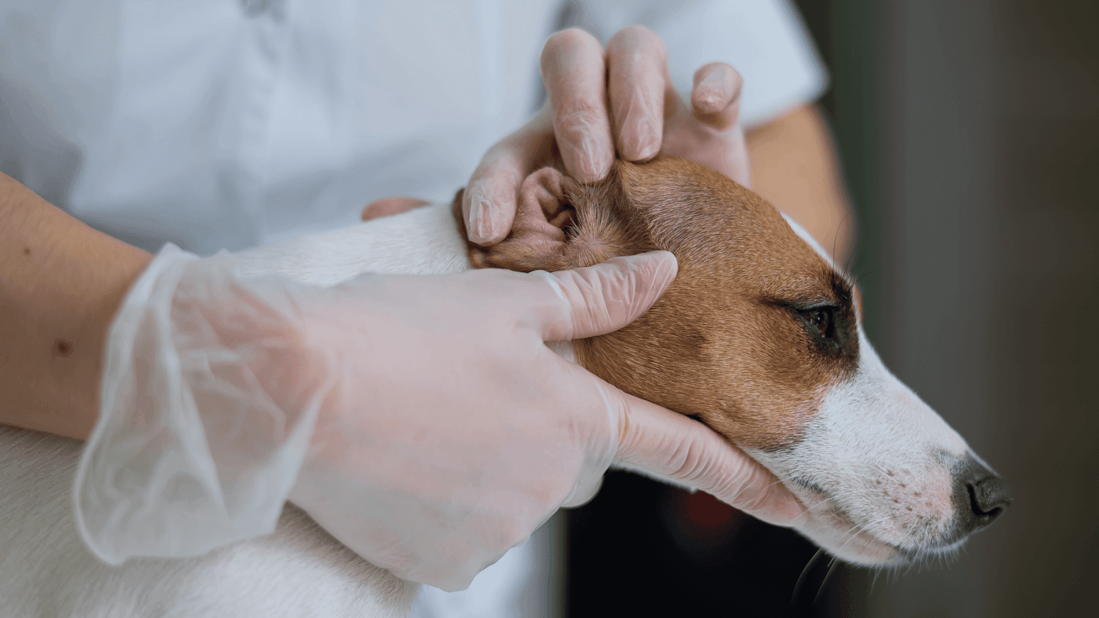 veterinarian with gloves examining the ears of a Jack Russell Terrier for the source of the bad smell