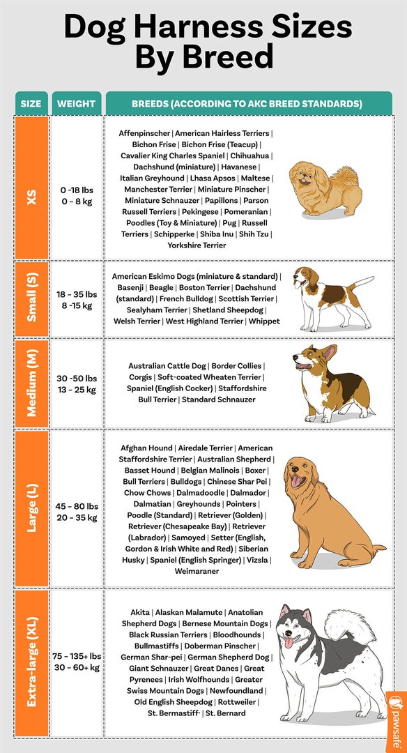 an infographic showing the classification of dog harness sizes by breed