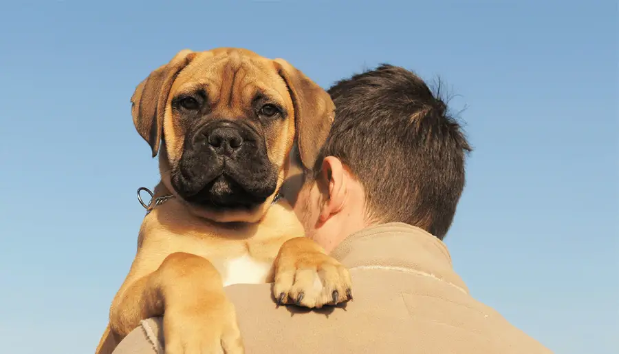 How Big Will My Puppy Get?