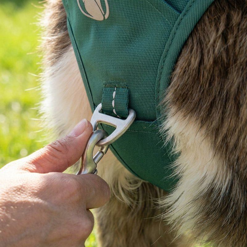 Close-up of a leash clipping to the metal front chest ring of an Ever Green PawSafe no-pull harness