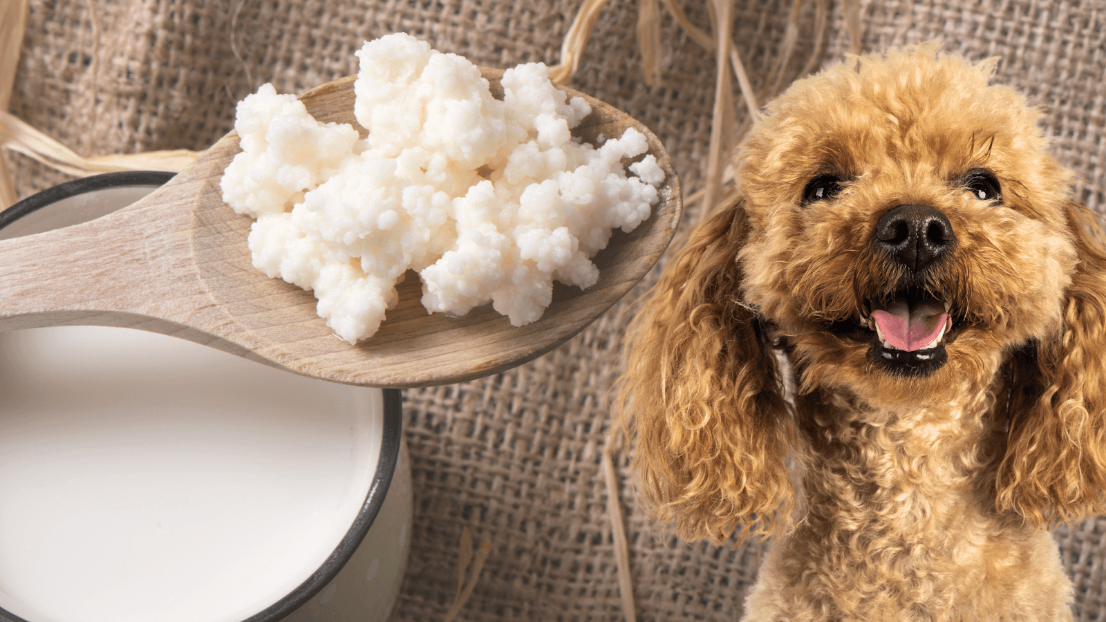 A Poodle dog with kefir and spoon in background