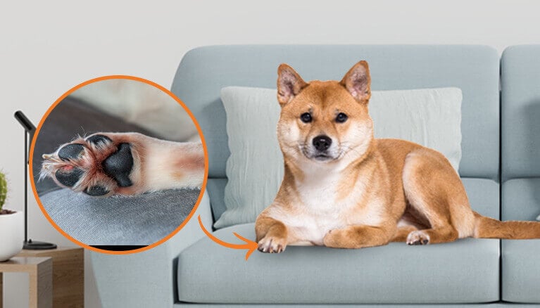 Swollen Dog Paw and Pads: Common Causes & Solutions