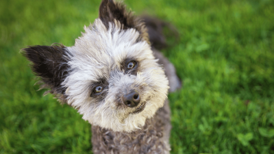 Huskydoodle: Essential Guide to Husky Poodle Mix Dogs