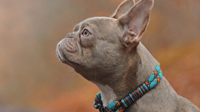 Lilac French Bulldog: Colors, Care & Buying Tips