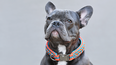 Blue French Bulldog: Characteristics, Care, and Training Tips