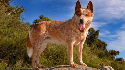 16 Best Australian Cattle Dog Mixes: Top Heeler Cross Breeds