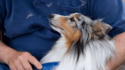 When Do Dogs Molt? Seasonal Shedding Explained