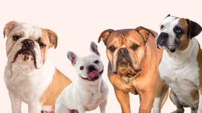 22 Types of Bulldogs: A Comprehensive Guide