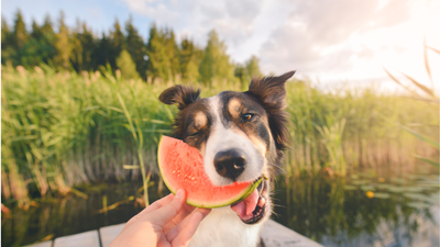 How Long Does It Take For A Dog To Digest Food?