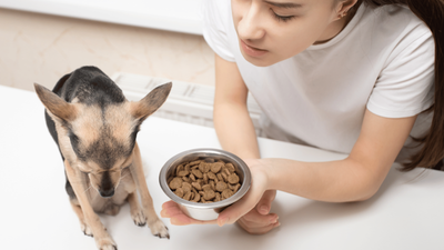 Why Won’t My Dog Eat Food but Eats Treats? Explained