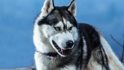 31 Gorgeous Dogs That Look Like Wolves