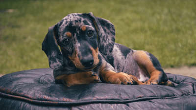 Dapple Dachshund: A Complete Guide to This Stunning Doxie Coat Pattern