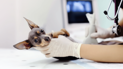 Can Dogs Have Abortions? Understanding Available Options