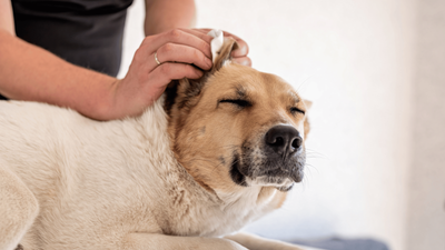 Dog Ear Piercing: Risks and Controversies – Is It Safe?