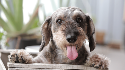 The Wire-Haired Dachshund: The Wistful-Eyed Wiry Doxie With a Whopping Personality