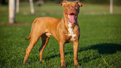 American Pit Bull Terrier: Your Complete Guide To The World’s Most Misunderstood Breed