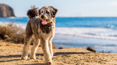 Australian Bernedoodle: A Guide to This Unique Hybrid Dog