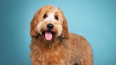 Australian Labradoodle: Your Ultimate Guide to this Wacky, Woolly Pooch