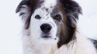 Australian Shepherd Border Collie Mix: Unveiling the Best of Both Breeds