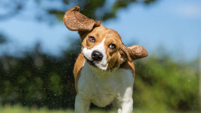 Why Is My Dog Shaking Its Head? Vet Guide & Causes