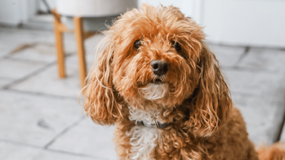 Poochon (Bichon Frise Poodle Mix): Traits and Care Guide