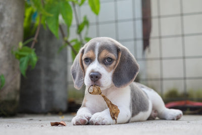 Blue Beagle: Complete Guide To This Rare Color!