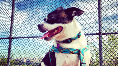 Bo-Jack Breed Guide: Your Companion to the Boston Terrier Jack Russell Mix