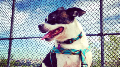 Bo-Jack: Guide to the Boston Terrier Jack Russell Mix Breed