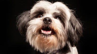 Bo-Shih Guide: Meet the Shih Tzu Boston Terrier Mix Breed