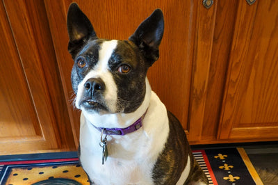 Boston Terrier Pitbull Mix: Guide to This Adorable Hybrid Dog