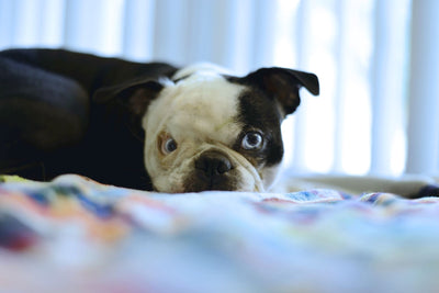 Buggs: The Boston Terrier Pug Mix Guide for Potential Owners