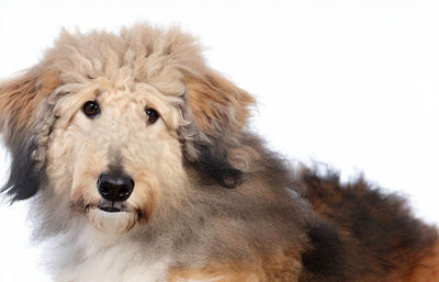 Cadoodle: A Guide to the Rare Rough Collie Poodle Mix